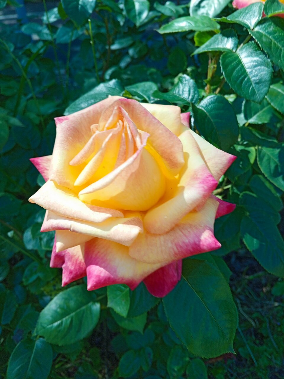 Гостиница Волна Светлогорск-111