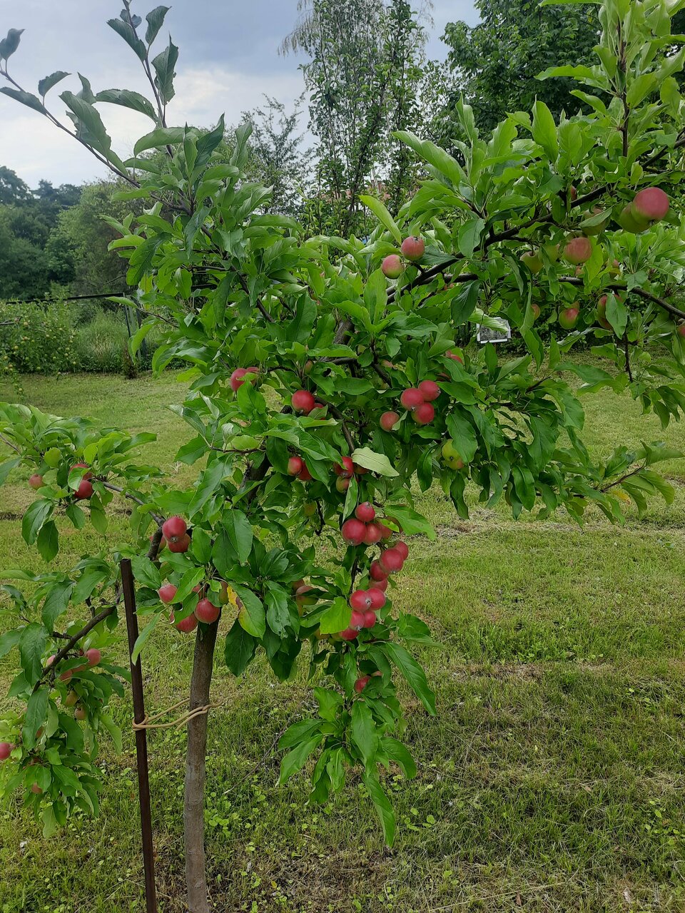 Гостиница Волна Светлогорск-242