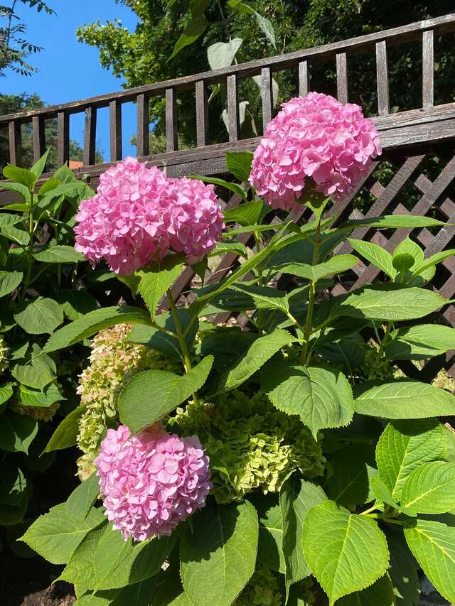 Гостиница Волна Светлогорск-73