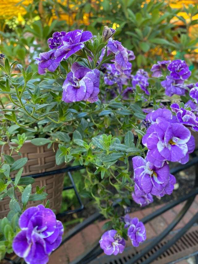 Гостиница Волна Светлогорск-105