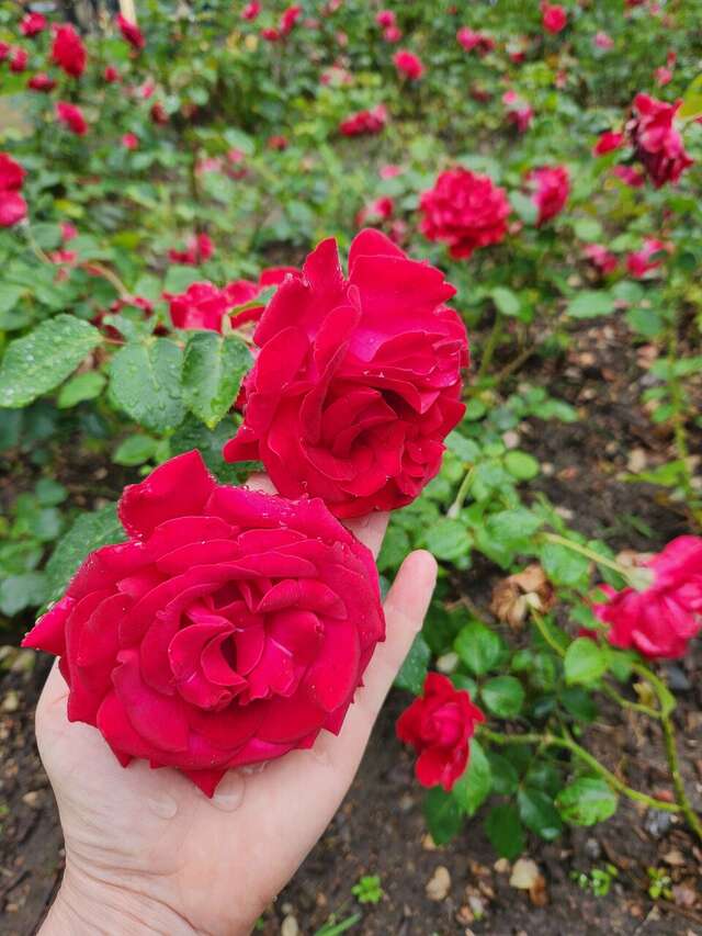 Гостиница Волна Светлогорск-193